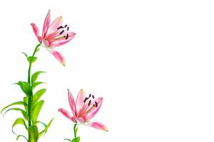 Bright lily flowers isolated on white background. photo