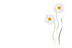 daisies summer flower isolated on white background. photo