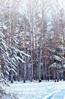 bosque en la escarcha. paisaje de invierno árboles cubiertos de nieve. foto