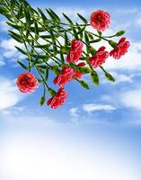 carnation flowers and blue sky with clouds photo