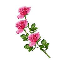 flower buds of roses isolated on white background photo