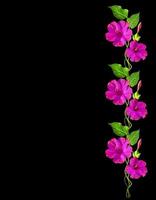 Autumn beautiful colorful morning glory flowers isolated on black background photo