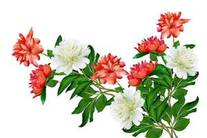 peony flowers isolated on white background. photo