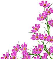 Cosmos flowers isolated on white background. photo