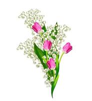 spring flowers tulips isolated on white background. photo