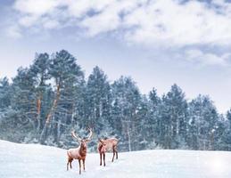 forest in the frost. Winter landscape. Snow covered trees. deer photo