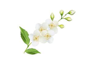 branch of jasmine flowers isolated on white background. photo