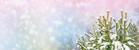 Frozen winter forest with snow covered trees. photo