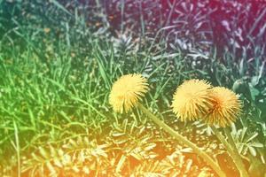 flor de diente de león esponjosa contra el fondo del paisaje de verano. foto