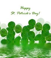 leaf clover on white background photo