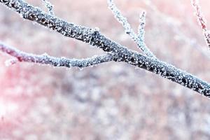 forest in the frost. Winter landscape. Snow covered trees. photo