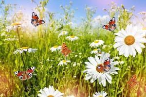 White daisy flowers on the background of the summer landscape. Butterflies. photo