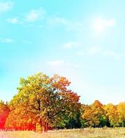 Autumn landscape. Colorful colorful trees in the park. photo