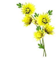 Autumn beautiful colorful chrysanthemum flowers isolated on white background photo