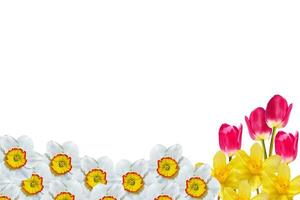 spring flowers narcissus isolated on white background photo