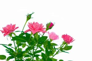 Flower bud roses on a white background photo