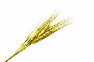 wheat ears isolated on white background. photo