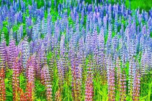 Bright lupine flowers in the background of the summer landscape. photo