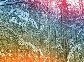 Frozen winter forest with snow covered trees. photo