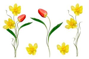 spring flowers narcissus isolated on white background photo