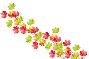 autumn leaves isolated on white background. photo