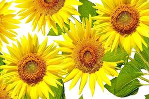 beautiful sunflower isolated photo