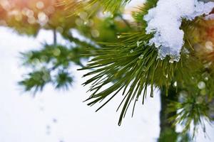 paisaje de invierno árboles cubiertos de nieve foto