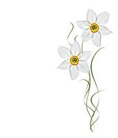 spring flowers narcissus isolated on white background photo