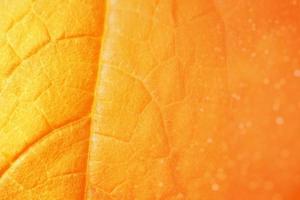 Blurred. Autumn. The natural texture of a orange leaf. Eco-friendly background photo