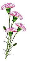 carnation flowers isolated on white background photo