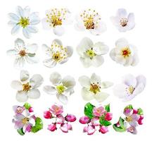 The flowers of fruit trees isolated on white background. photo