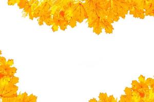 Bright colorful autumn leaves photo