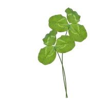 leaf clover on white background photo