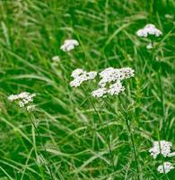Yarrow flowers on a background of the summer landscape. photo