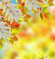 autumn foliage. Autumn time. Gold autumn. photo