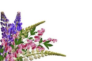 lupines beautiful flowers on a white background photo