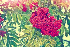 Bunches of colorful berries of mountain ash on a background of the autumn landscape photo