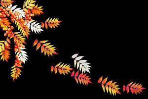 Colorful autumn foliage isolated on black background. Indian summer. photo