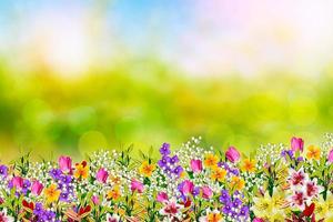 Colorful spring flowers photo