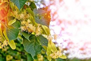 Sprig of flowering linden tree on the background of the spring landscape. photo