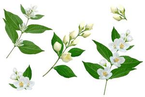 branch of jasmine flowers isolated on white background photo