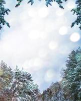 Frozen winter forest with snow covered trees. photo