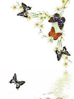 branch of flowers and butterflies isolated on a white background photo