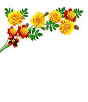 Marigold flowers isolated on white background photo