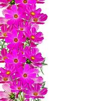 Cosmos flowers isolated on white background photo