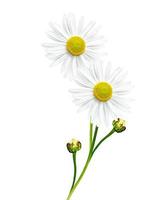 daisies summer  flower isolated on white background photo