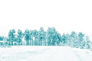 fondo borroso bosque de invierno con árboles cubiertos de nieve. foto