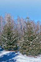 forest in the frost. Winter landscape. Snow covered trees. photo