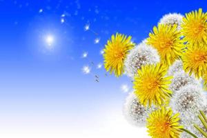 landscape dandelion flower photo