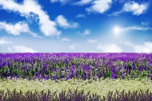 daisies and wildflowers lupine against the blue sky with clouds photo